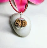 11 Mukhi Rudraksha