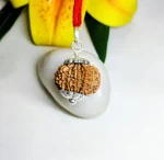11 Mukhi Rudraksha