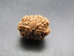 11 Mukhi Rudraksha