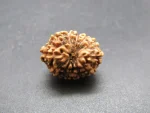 11 Mukhi Rudraksha