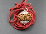 11 Mukhi Rudraksha