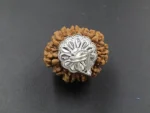 11 Mukhi Rudraksha