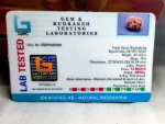 12 Mukhi Rudraksha