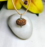 12 Mukhi Rudraksha