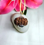 12 Mukhi Rudraksha