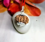12 Mukhi Rudraksha