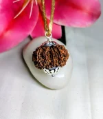 12 Mukhi Rudraksha