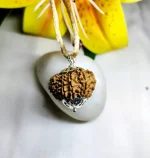 12 Mukhi Rudraksha