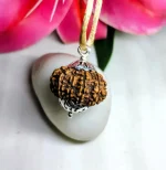 12 Mukhi Rudraksha