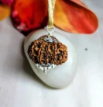 12 Mukhi Rudraksha