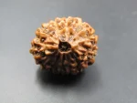 12 Mukhi Rudraksha