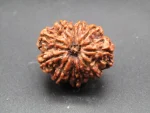 12 Mukhi Rudraksha