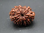 12 Mukhi Rudraksha