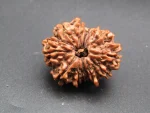 12 Mukhi Rudraksha