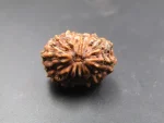 12 Mukhi Rudraksha