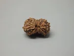 12 Mukhi Rudraksha