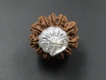 12 Mukhi Rudraksha