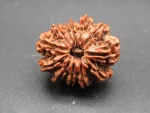 12 Mukhi Rudraksha