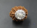 12 Mukhi Rudraksha