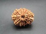 12 Mukhi Rudraksha