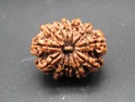 12 Mukhi Rudraksha