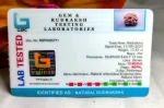 13 Mukhi Rudraksha