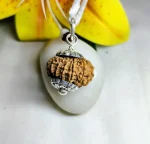 13 Mukhi Rudraksha
