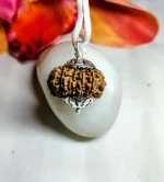 13 Mukhi Rudraksha