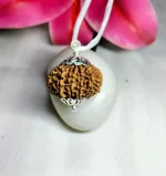 13 Mukhi Rudraksha