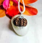 13 Mukhi Rudraksha