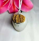 13 Mukhi Rudraksha