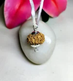 13 Mukhi Rudraksha