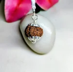 13 Mukhi Rudraksha