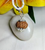 13 Mukhi Rudraksha
