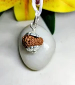 13 Mukhi Rudraksha