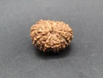 13 Mukhi Rudraksha