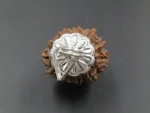 13 Mukhi Rudraksha