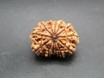 13 Mukhi Rudraksha