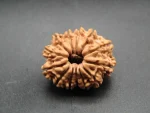 13 Mukhi Rudraksha
