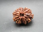 13 Mukhi Rudraksha