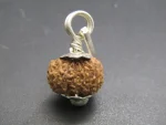 13 Mukhi Rudraksha