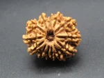 13 Mukhi Rudraksha