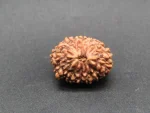 13 Mukhi Rudraksha
