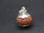 13 Mukhi Rudraksha