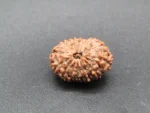13 Mukhi Rudraksha