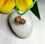15 Mukhi Certificate