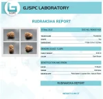 15 Mukhi lab Certificate