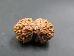 15 Mukhi lab Rudraksha