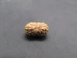 18 Mukhi lab Rudraksha