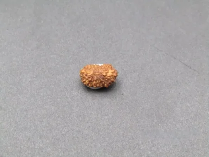 18 Mukhi lab Rudraksha